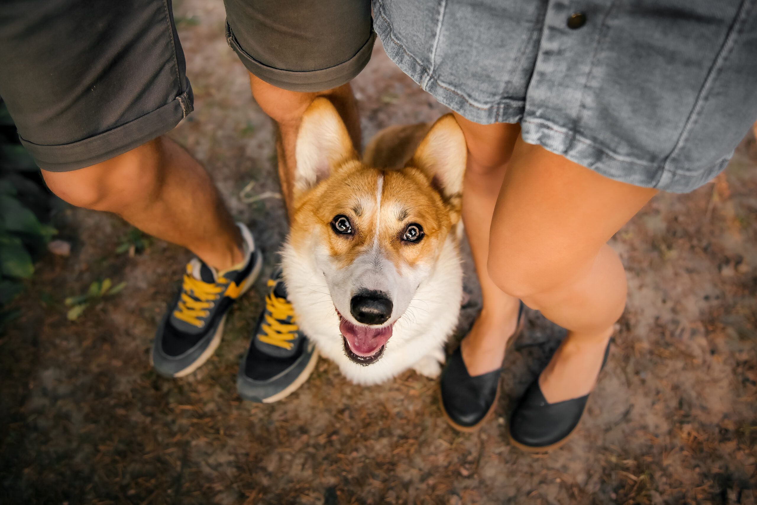 Consigli utili per il tuo cane