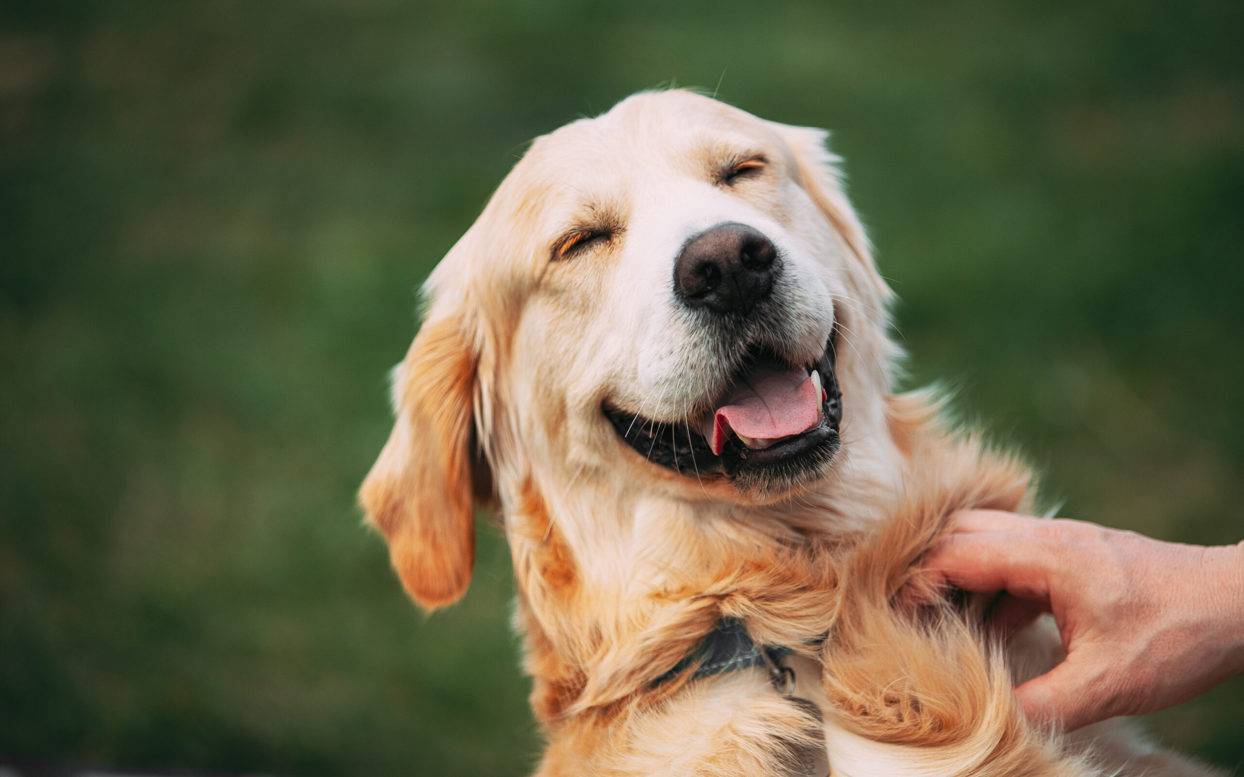 Come scegliere un alimento completo per il cane: guida all’alimentazione corretta
